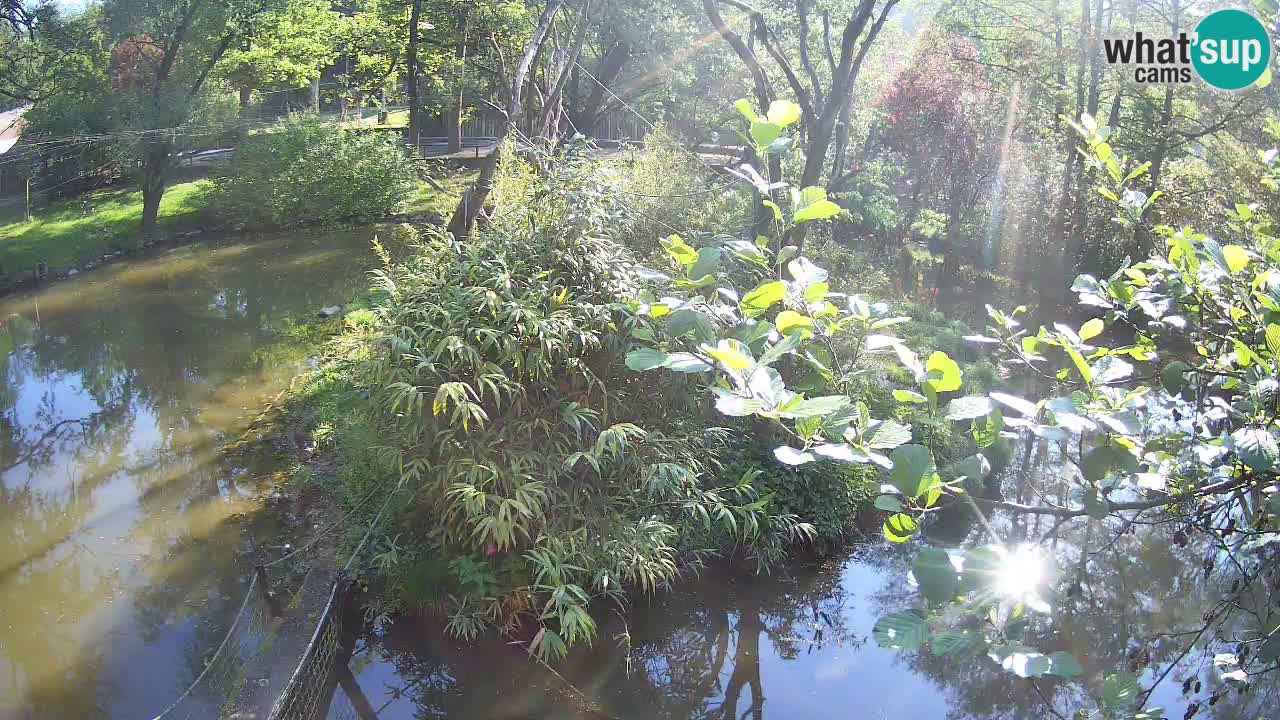 Gibbon à joues jaunes Zoo Ljubljana live cam