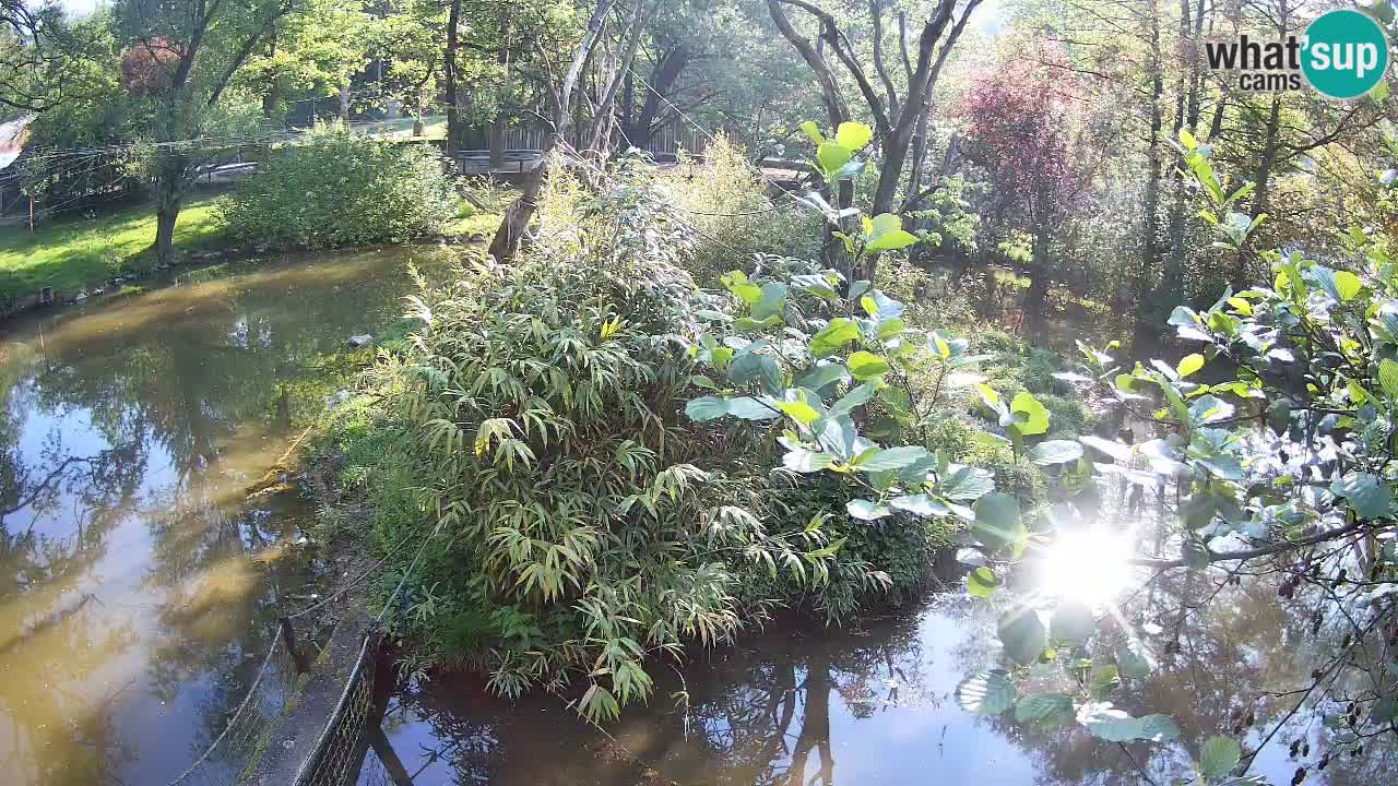 Südlicher Gelbwangen-Schopfgibbon Zoo Ljubljana webcam