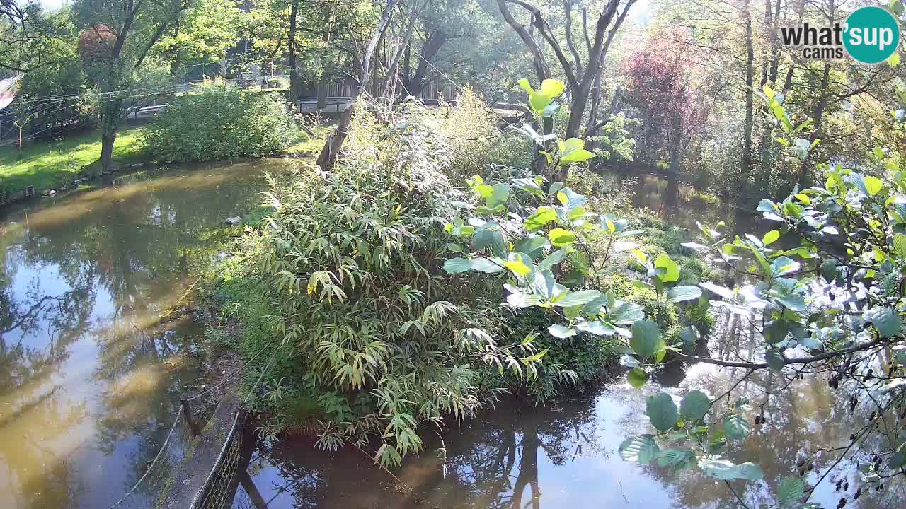 Gibbon à joues jaunes Zoo Ljubljana live cam