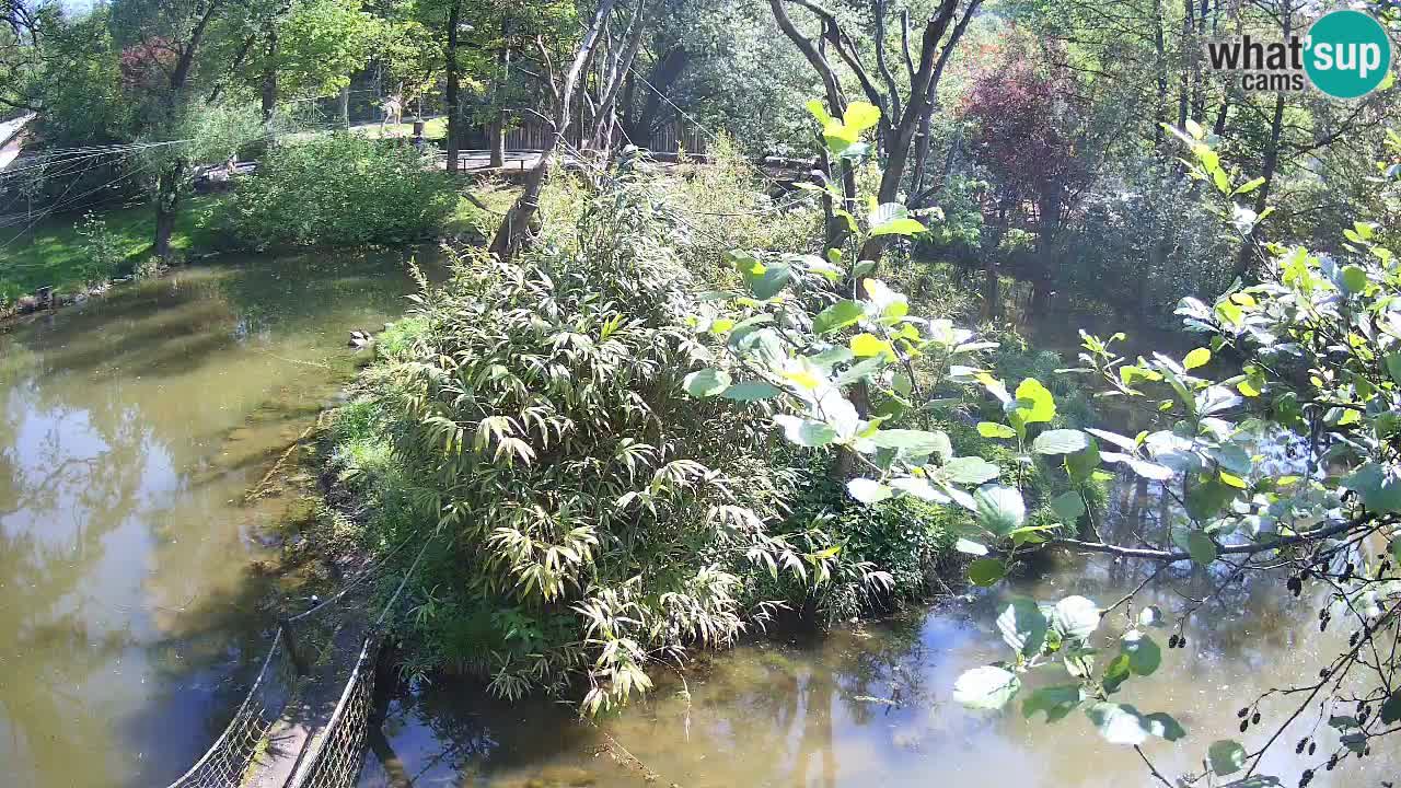 Südlicher Gelbwangen-Schopfgibbon Zoo Ljubljana webcam