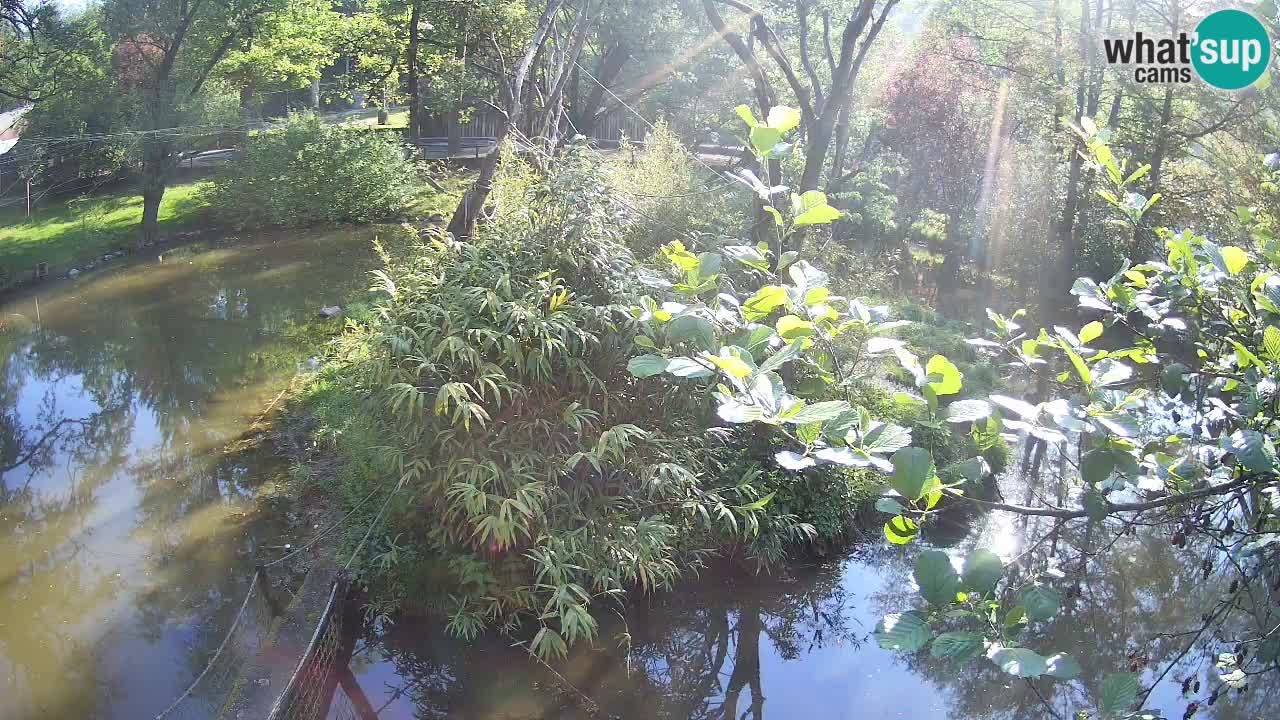 Yellow-cheeked gibbon Zoo Ljubljana livecam