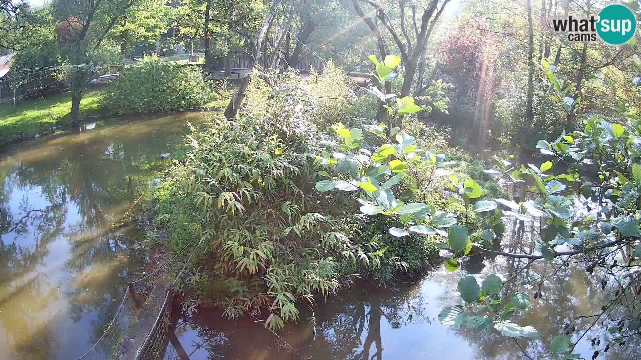 Yellow-cheeked gibbon Zoo Ljubljana livecam