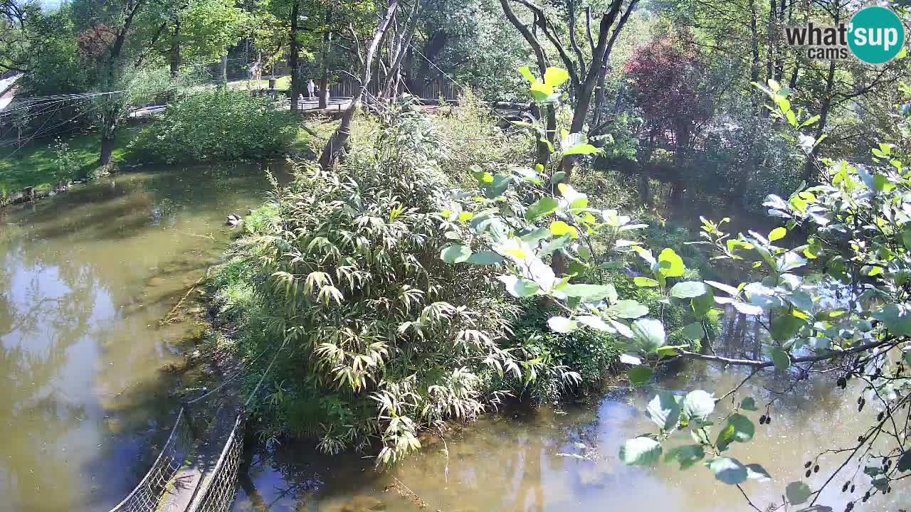 Zlatolični gibon živalski vrt Ljubljana