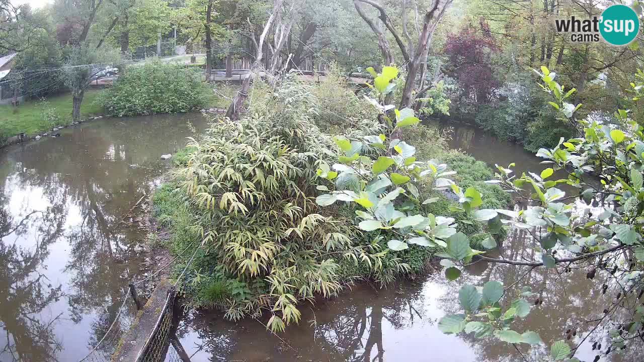 Gibbon à joues jaunes Zoo Ljubljana live cam