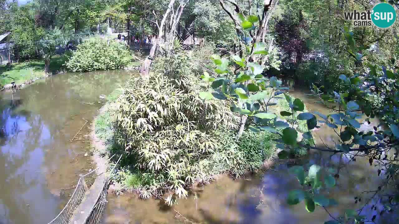 Gibbon à joues jaunes Zoo Ljubljana live cam