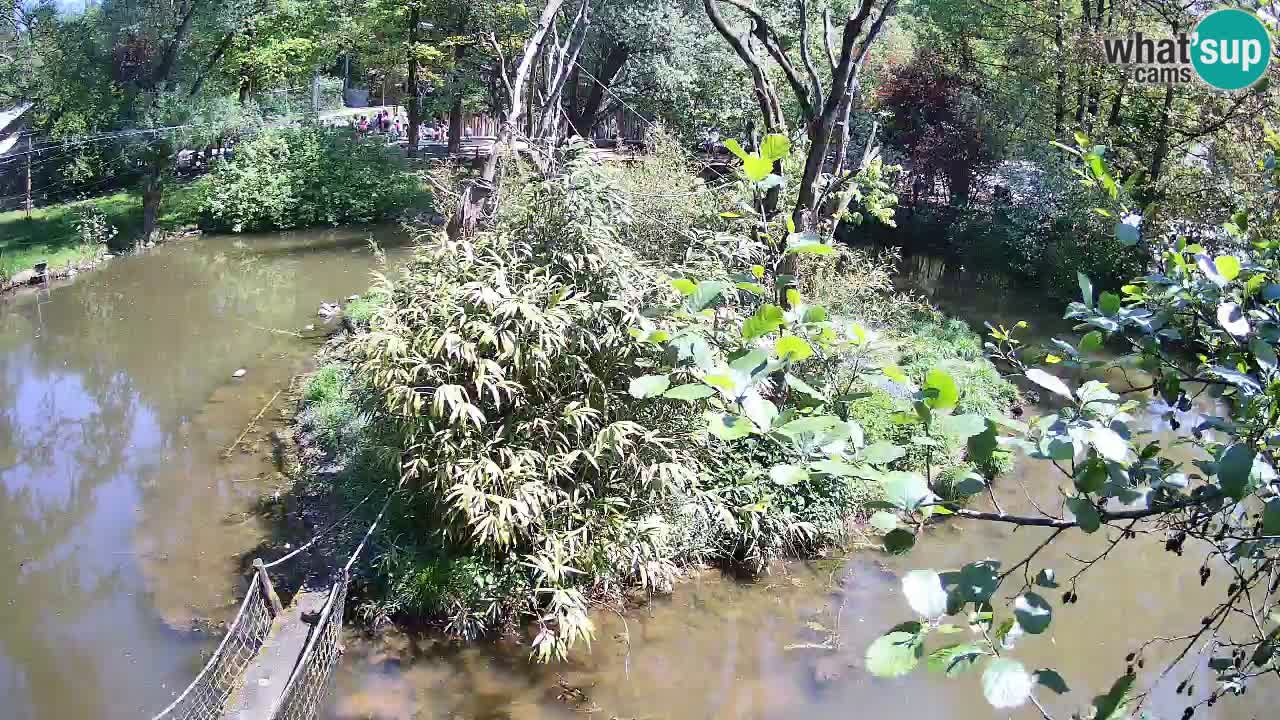 Zlatolični gibon živalski vrt Ljubljana
