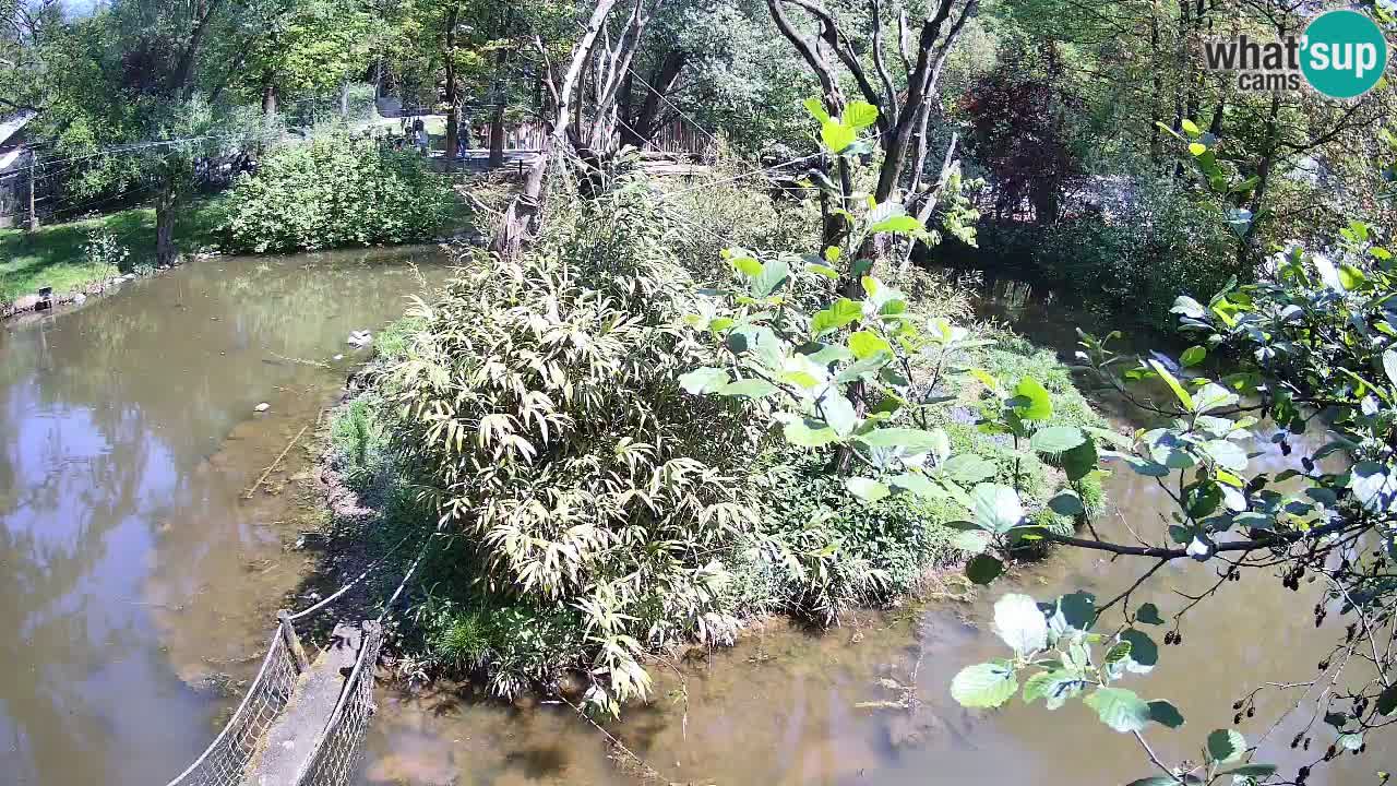 Gibbon à joues jaunes Zoo Ljubljana live cam