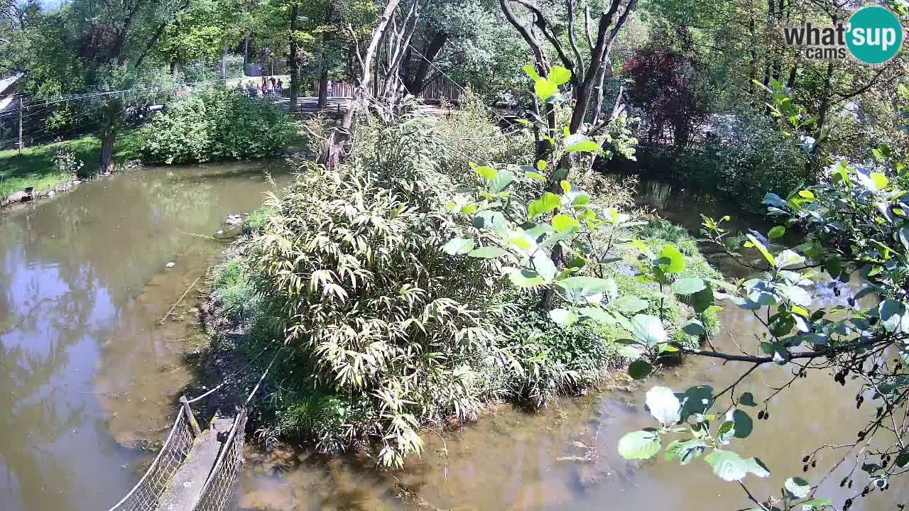 Yellow-cheeked gibbon Zoo Ljubljana livecam
