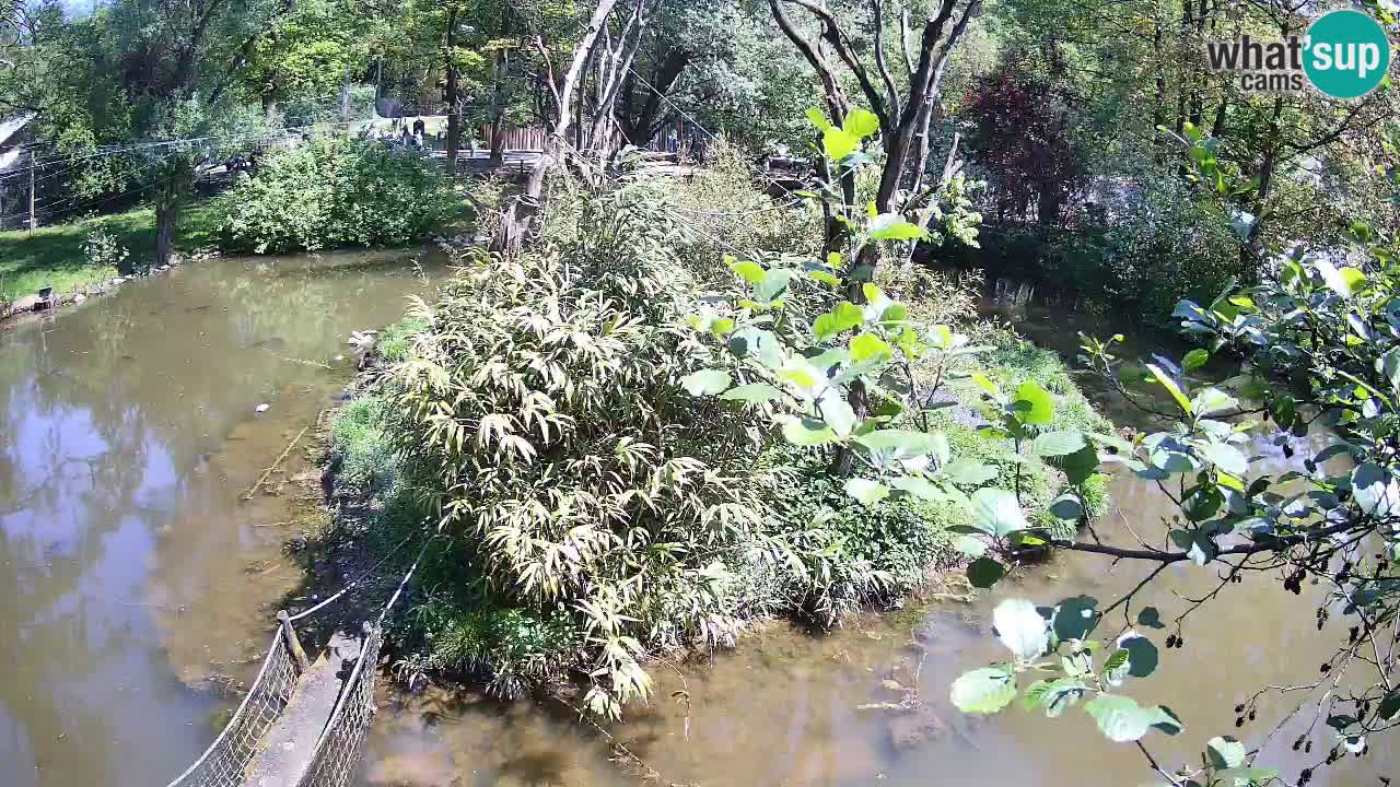 Südlicher Gelbwangen-Schopfgibbon Zoo Ljubljana webcam