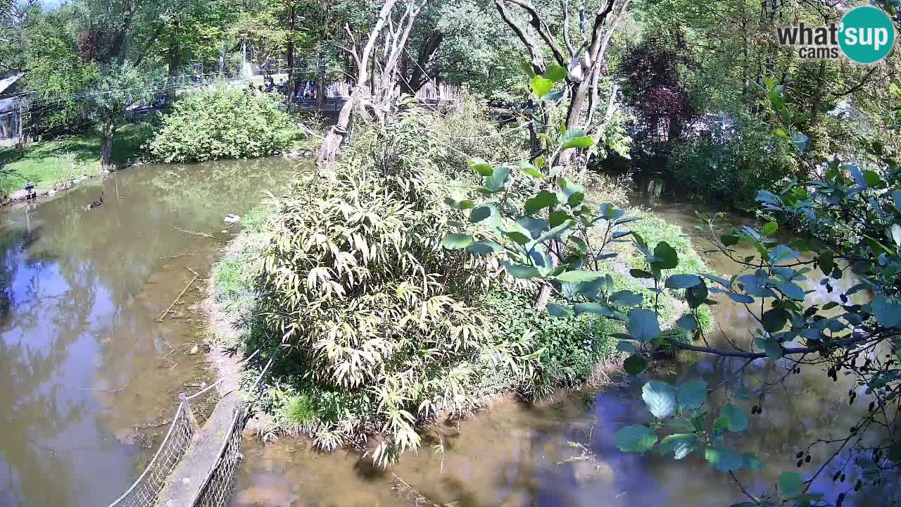 Gibbon à joues jaunes Zoo Ljubljana live cam