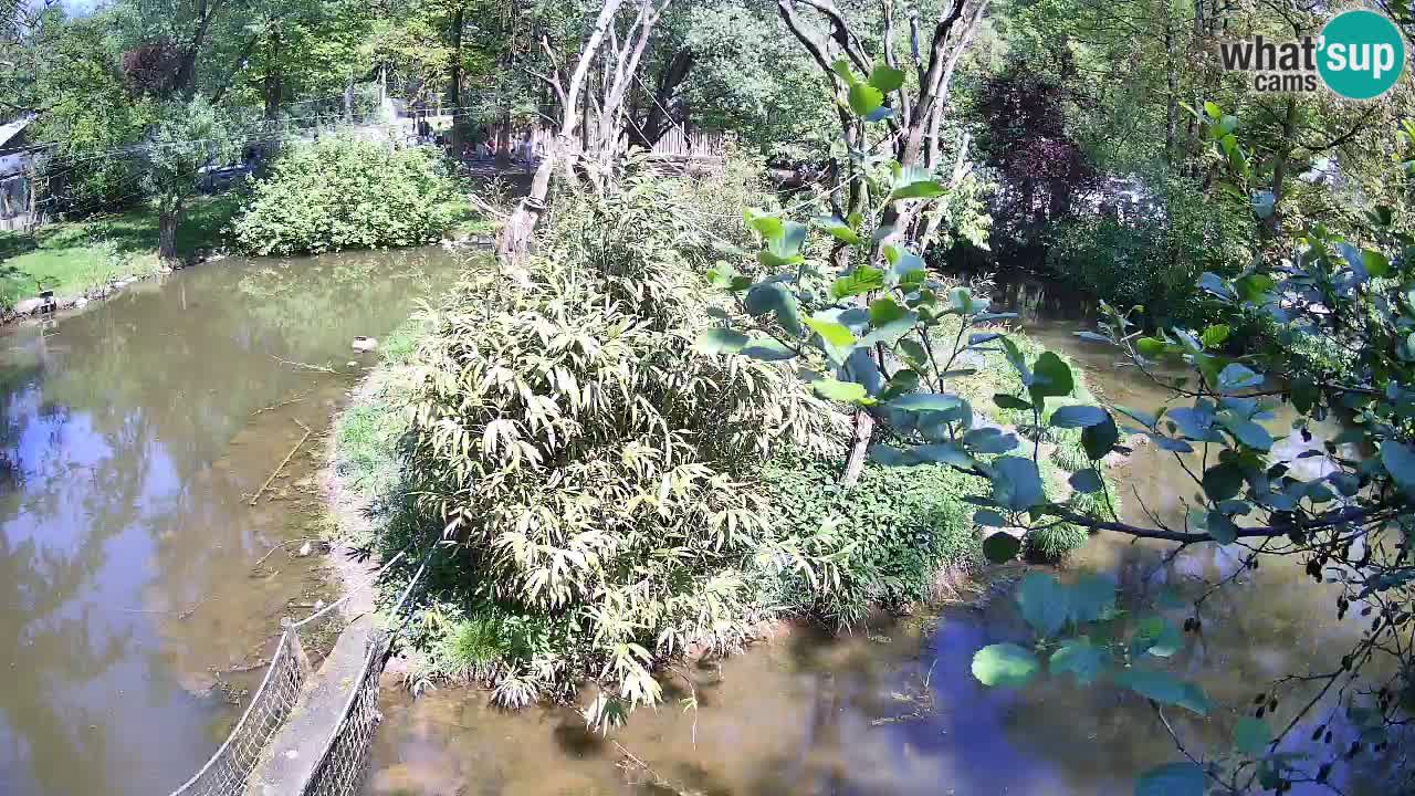 Gibbon à joues jaunes Zoo Ljubljana live cam