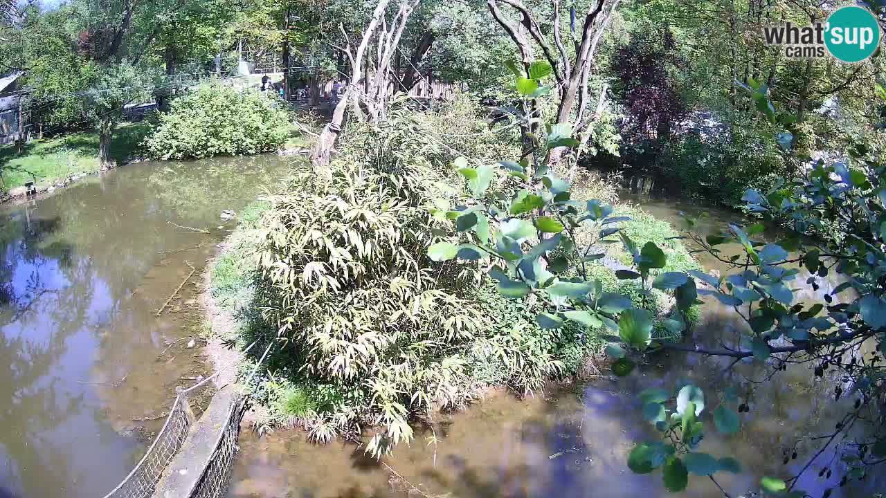 Yellow-cheeked gibbon Zoo Ljubljana livecam