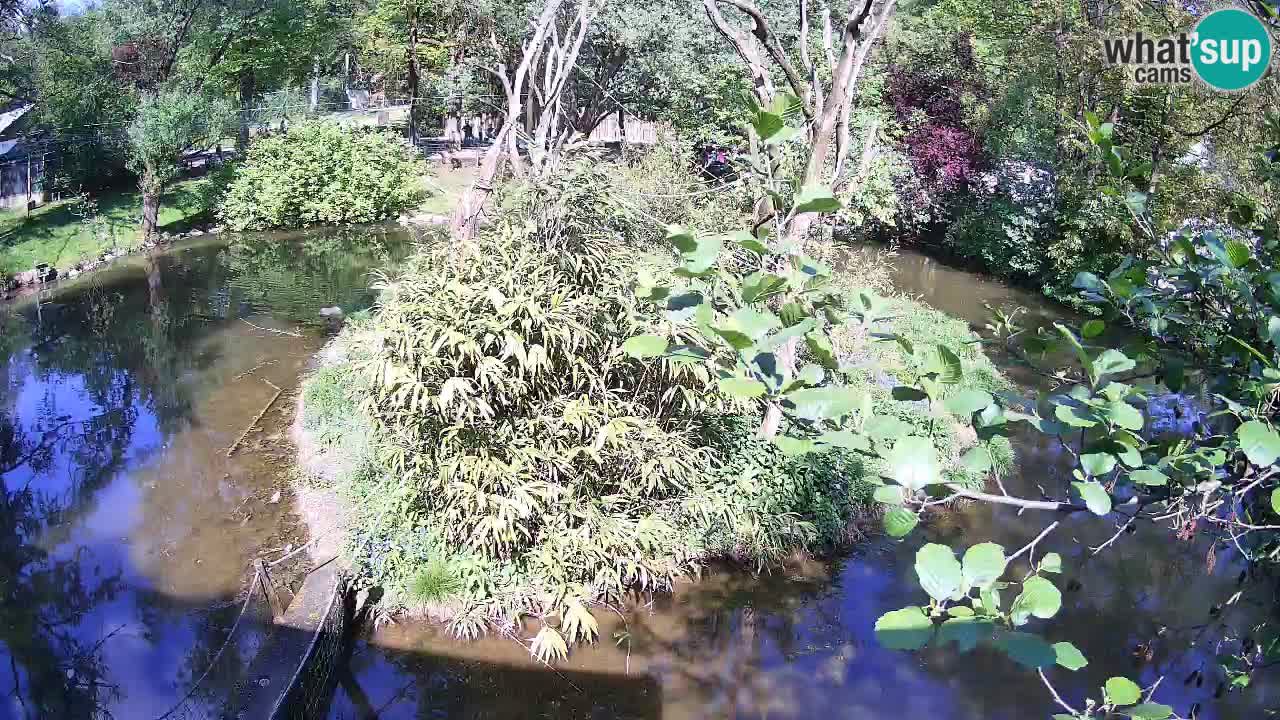 Südlicher Gelbwangen-Schopfgibbon Zoo Ljubljana webcam
