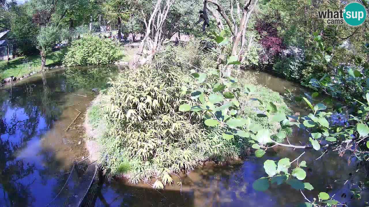 Yellow-cheeked gibbon Zoo Ljubljana livecam