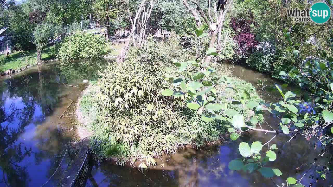 Südlicher Gelbwangen-Schopfgibbon Zoo Ljubljana webcam