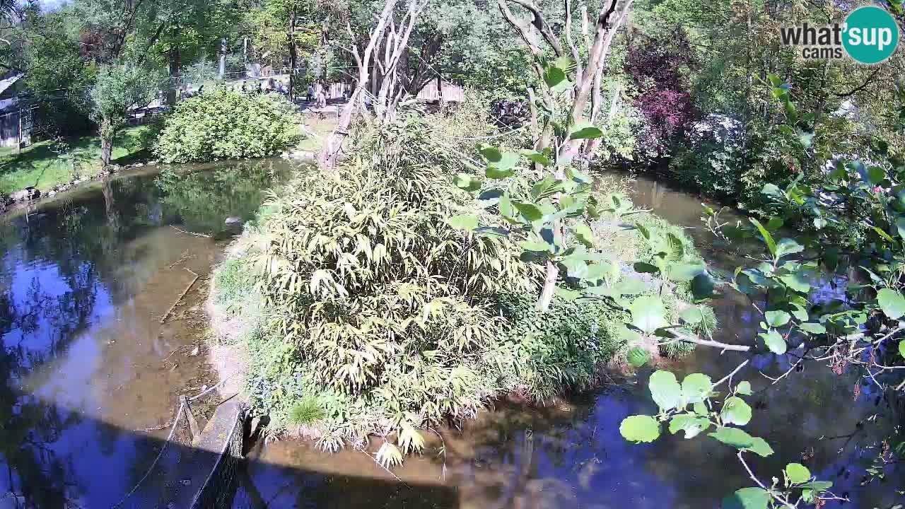 Südlicher Gelbwangen-Schopfgibbon Zoo Ljubljana webcam