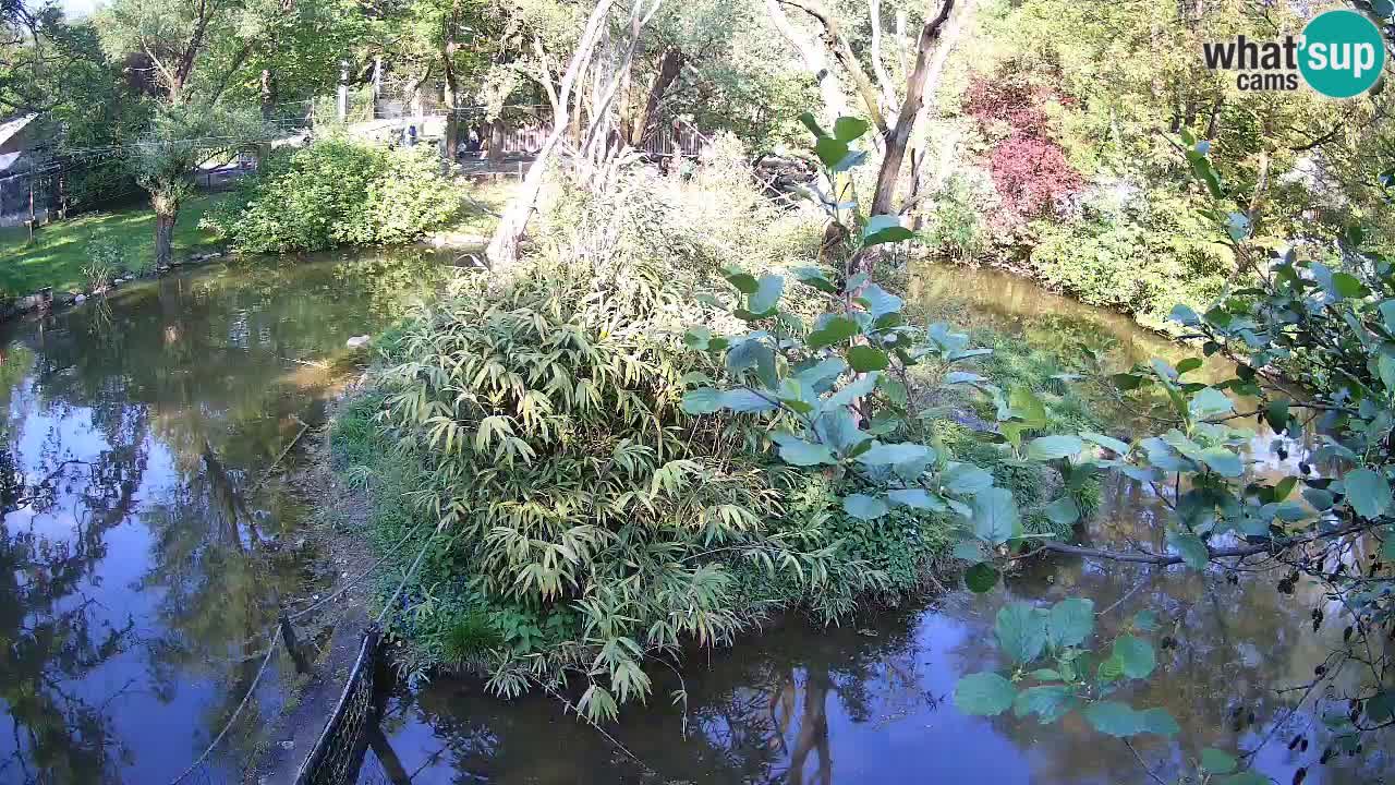Südlicher Gelbwangen-Schopfgibbon Zoo Ljubljana webcam