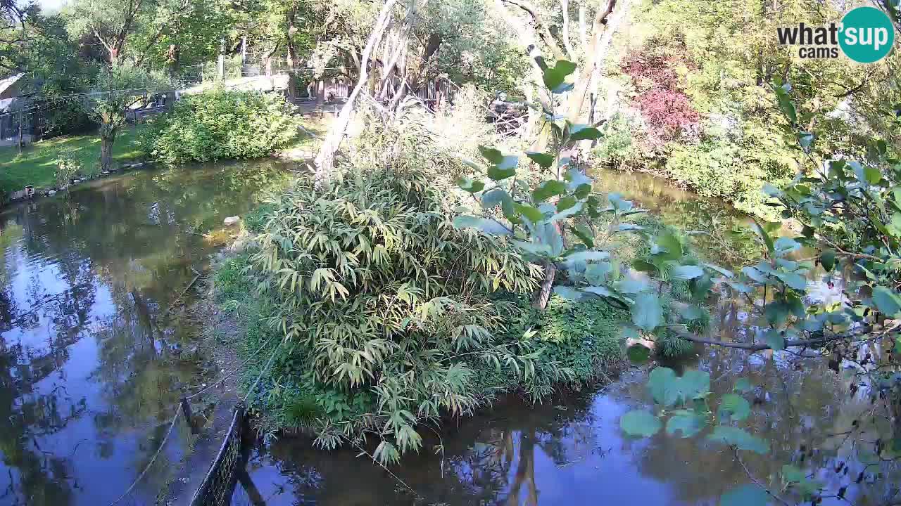 Südlicher Gelbwangen-Schopfgibbon Zoo Ljubljana webcam