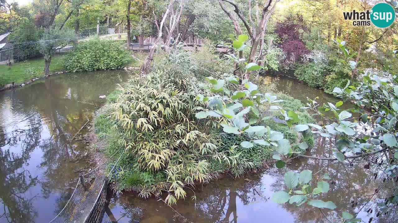 Gibbon à joues jaunes Zoo Ljubljana live cam