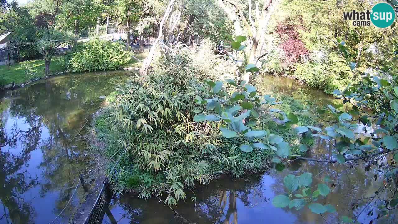 Südlicher Gelbwangen-Schopfgibbon Zoo Ljubljana webcam
