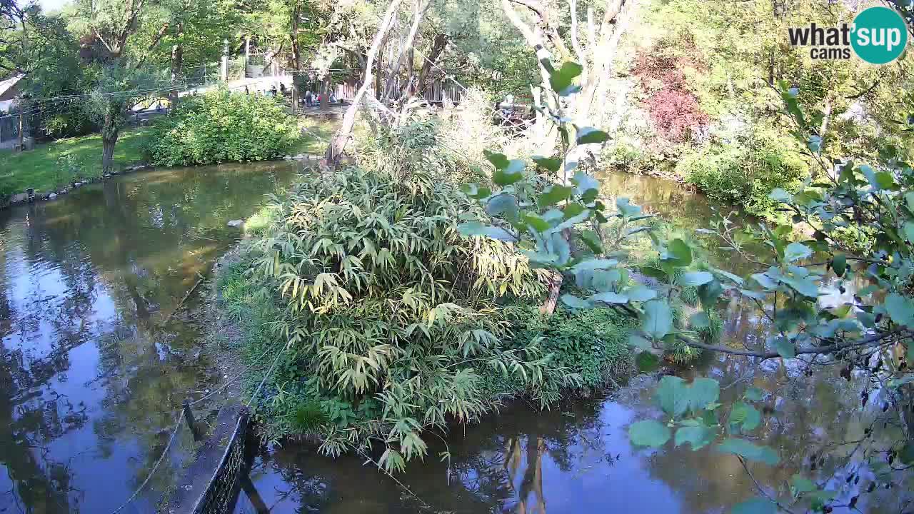 Gibbon à joues jaunes Zoo Ljubljana live cam