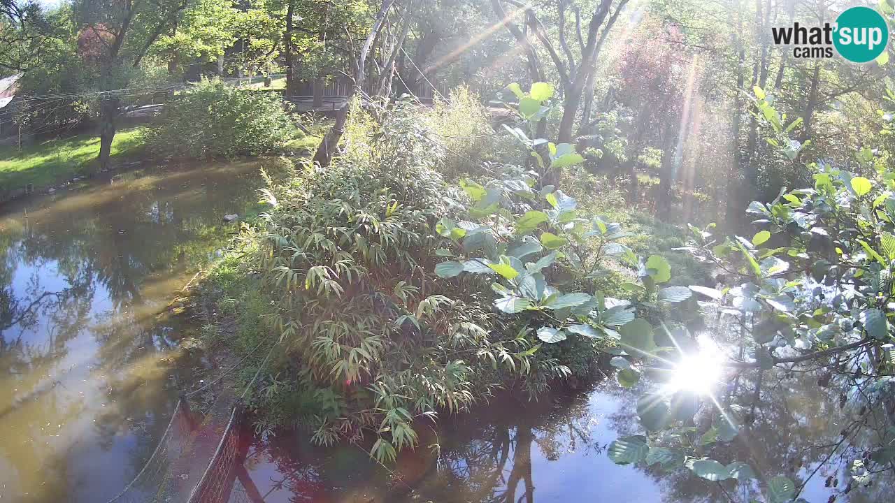 Gibbon à joues jaunes Zoo Ljubljana live cam