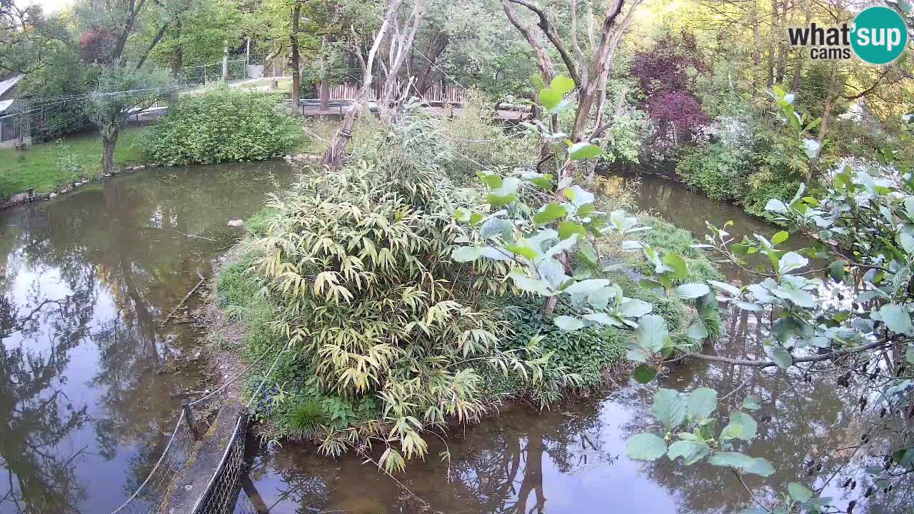 Gibon – Nomascus gabriellae – Zoo Ljubljana web kamera