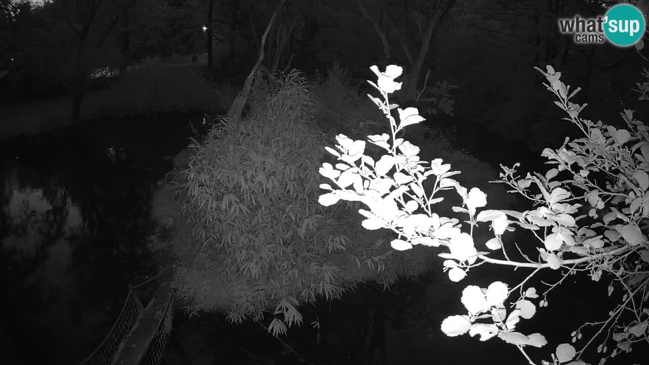 Gibbon à joues jaunes Zoo Ljubljana live cam