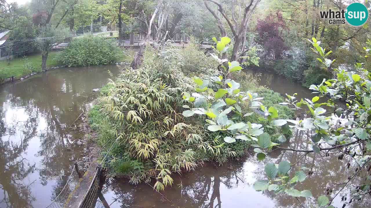 Gibbon à joues jaunes Zoo Ljubljana live cam