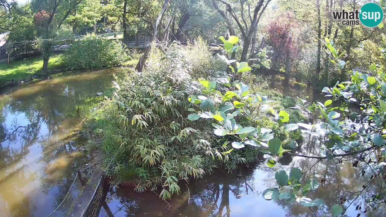 Gibon – Nomascus gabriellae – Zoo Ljubljana web kamera