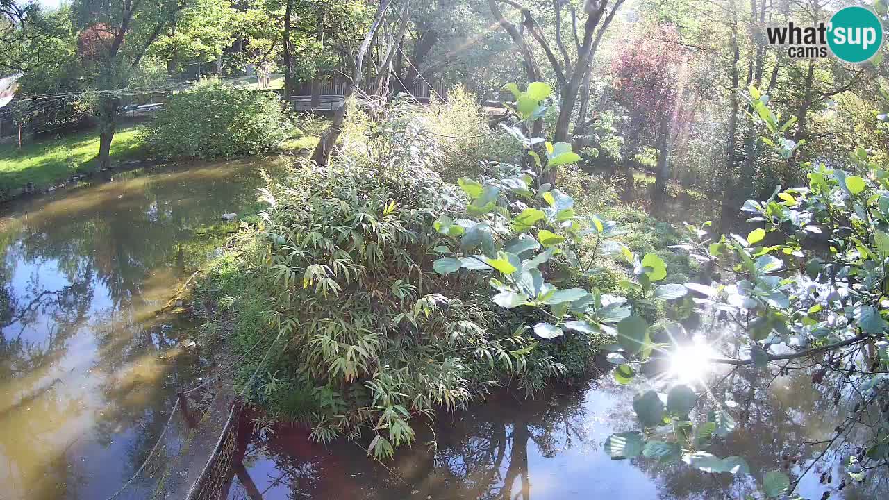 Gibbon à joues jaunes Zoo Ljubljana live cam