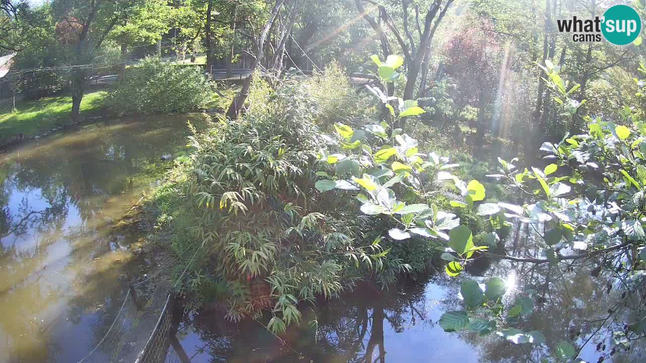 Südlicher Gelbwangen-Schopfgibbon Zoo Ljubljana webcam