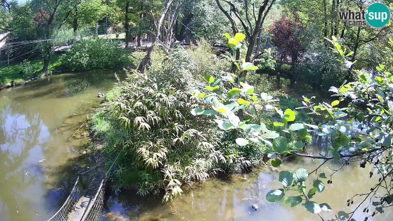 Gibon – Nomascus gabriellae – Zoo Ljubljana web kamera