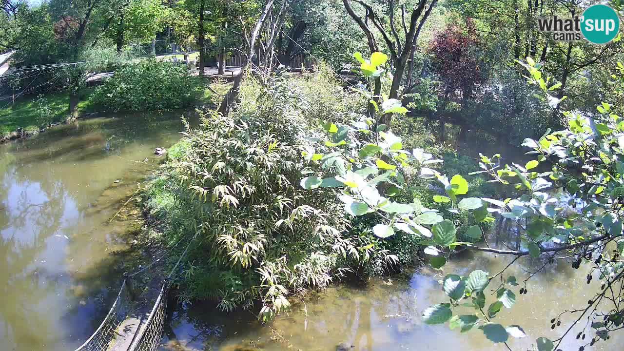 Gibon – Nomascus gabriellae – Zoo Ljubljana web kamera