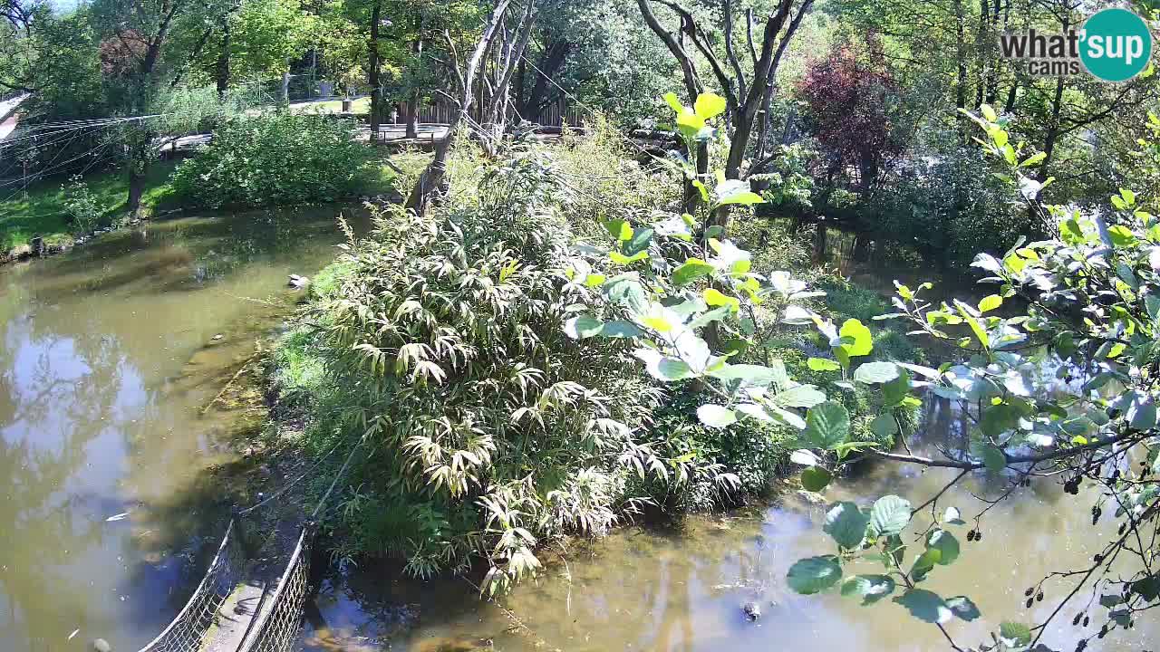 Yellow-cheeked gibbon Zoo Ljubljana livecam