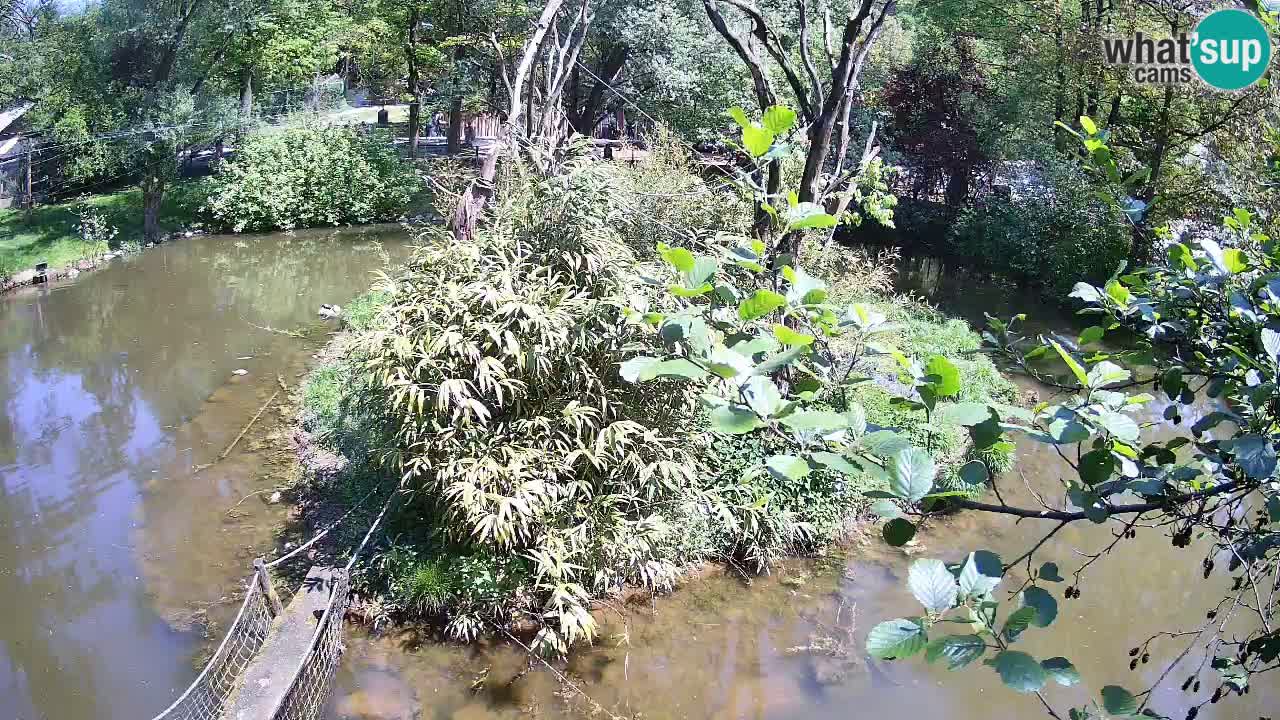 Yellow-cheeked gibbon Zoo Ljubljana livecam