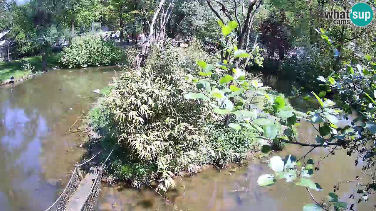 Yellow-cheeked gibbon Zoo Ljubljana livecam