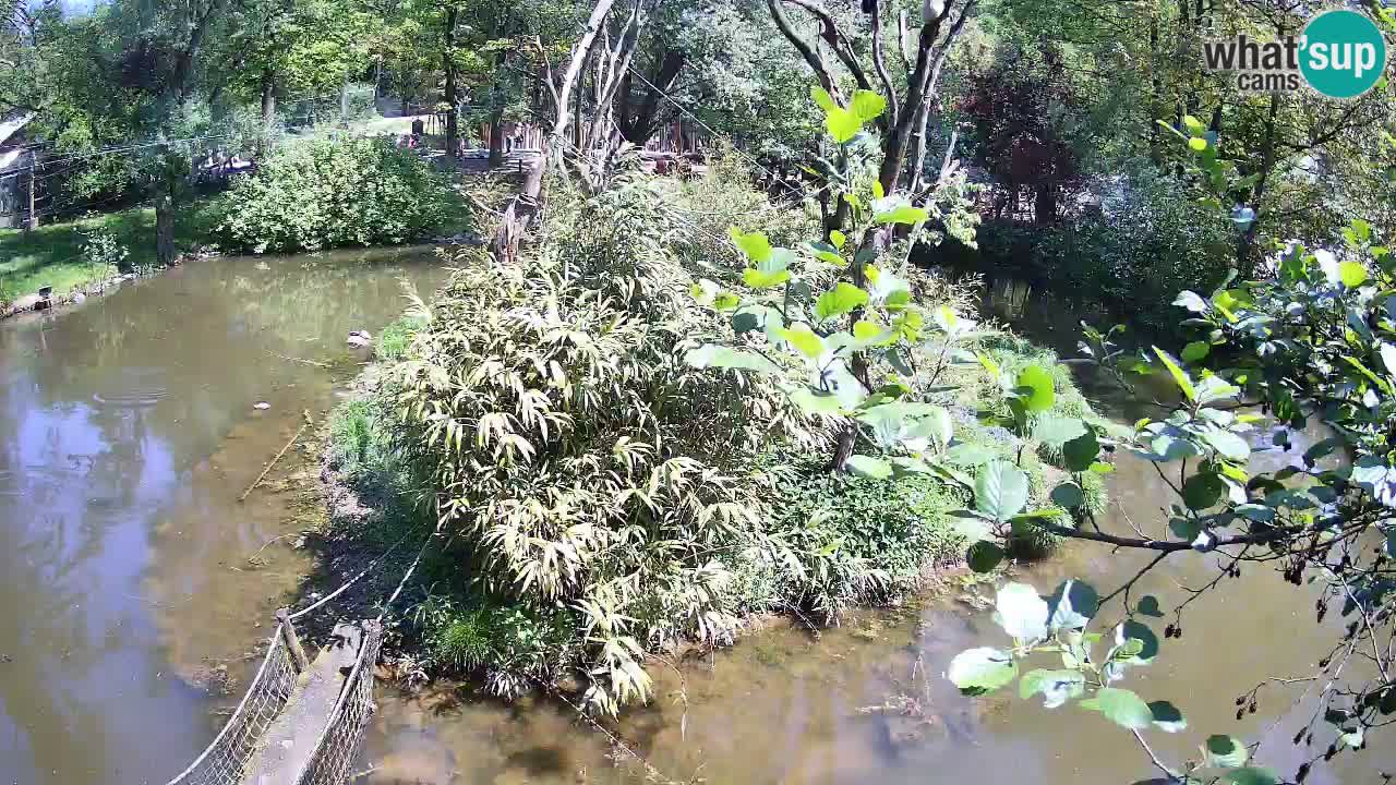 Yellow-cheeked gibbon Zoo Ljubljana livecam
