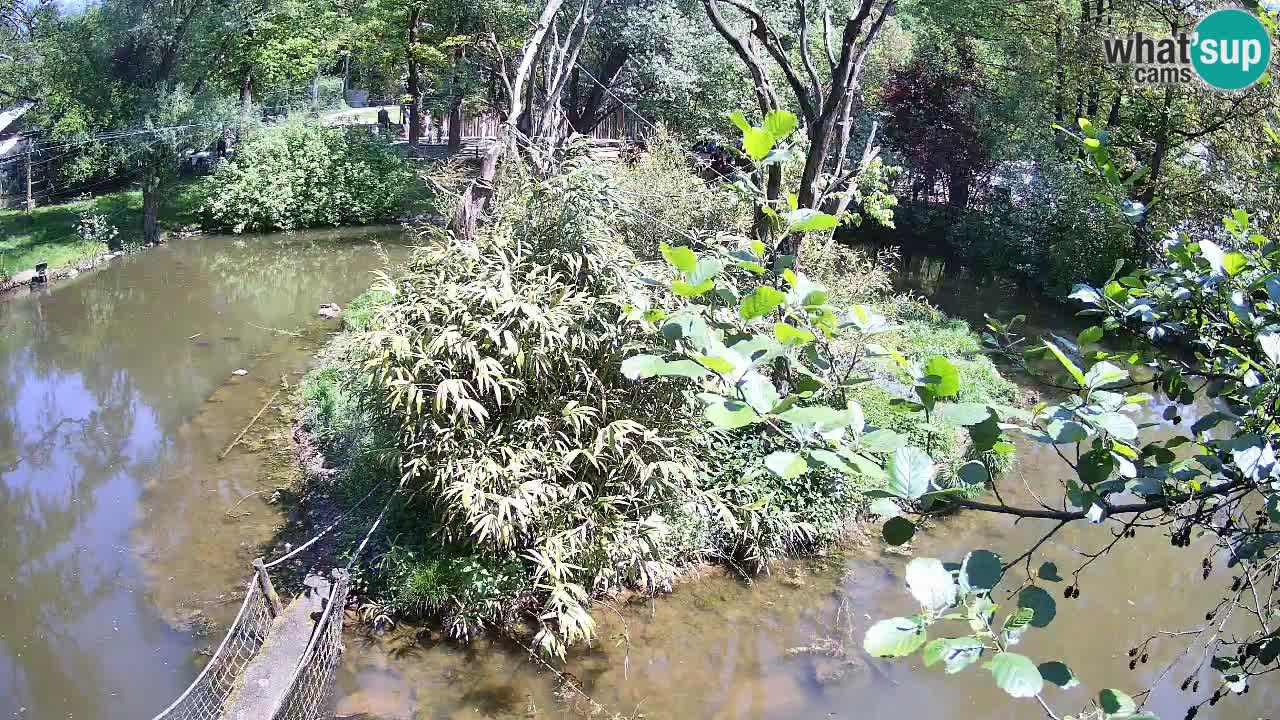 Yellow-cheeked gibbon Zoo Ljubljana livecam