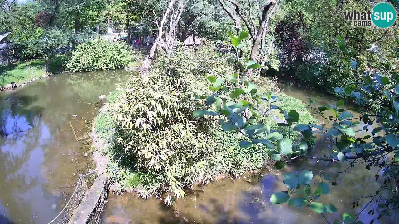 Gibbon à joues jaunes Zoo Ljubljana live cam