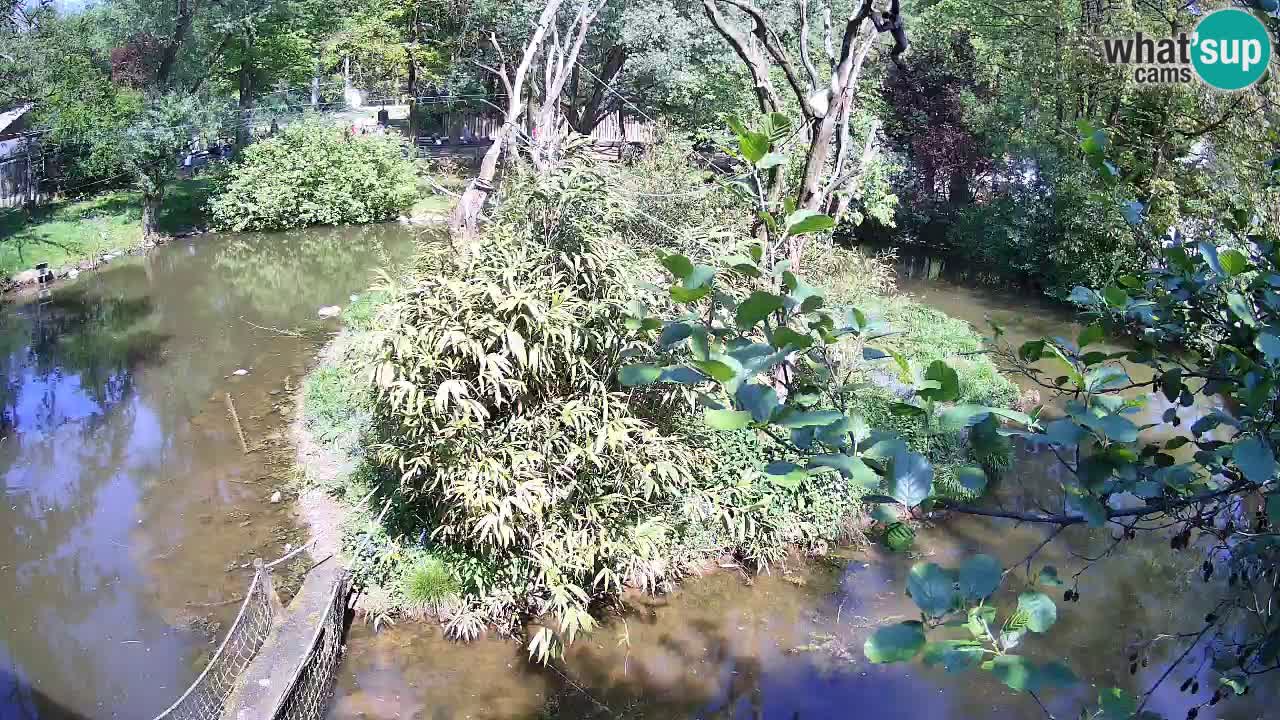 Gibbon à joues jaunes Zoo Ljubljana live cam