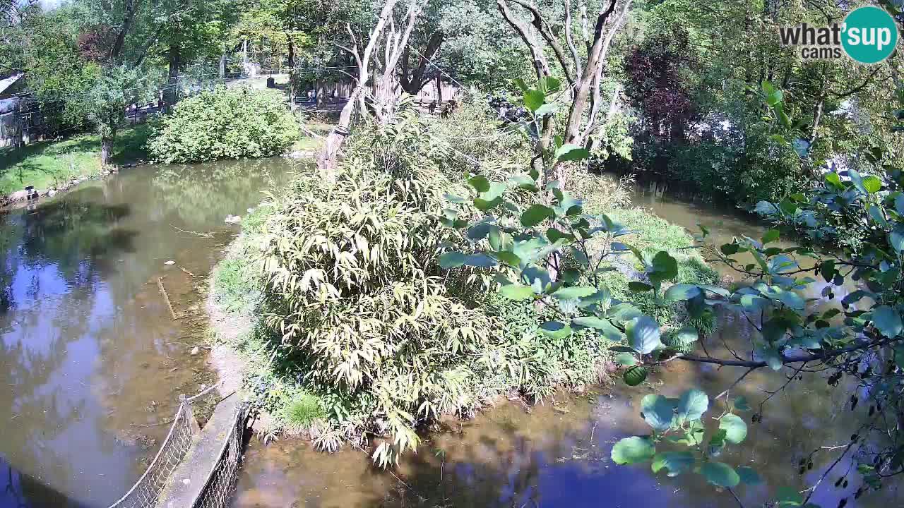Gibon – Nomascus gabriellae – Zoo Ljubljana web kamera
