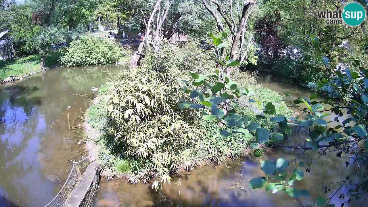 Yellow-cheeked gibbon Zoo Ljubljana livecam