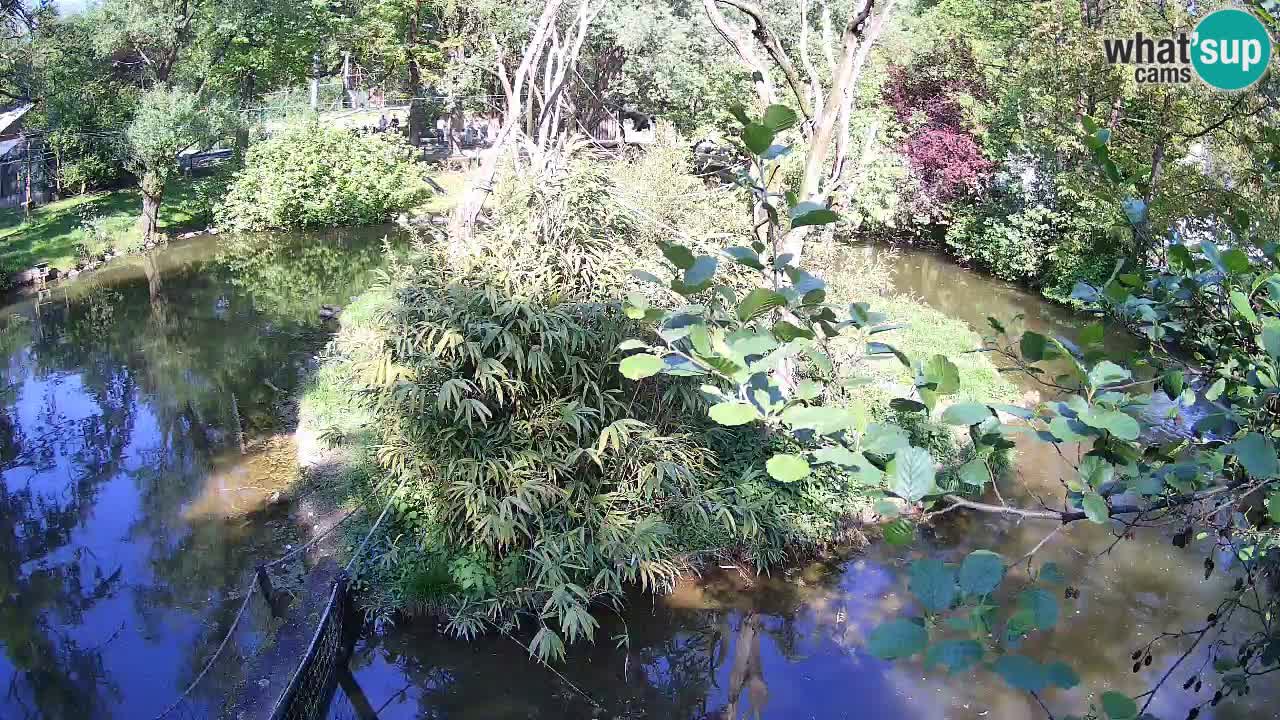 Yellow-cheeked gibbon Zoo Ljubljana livecam