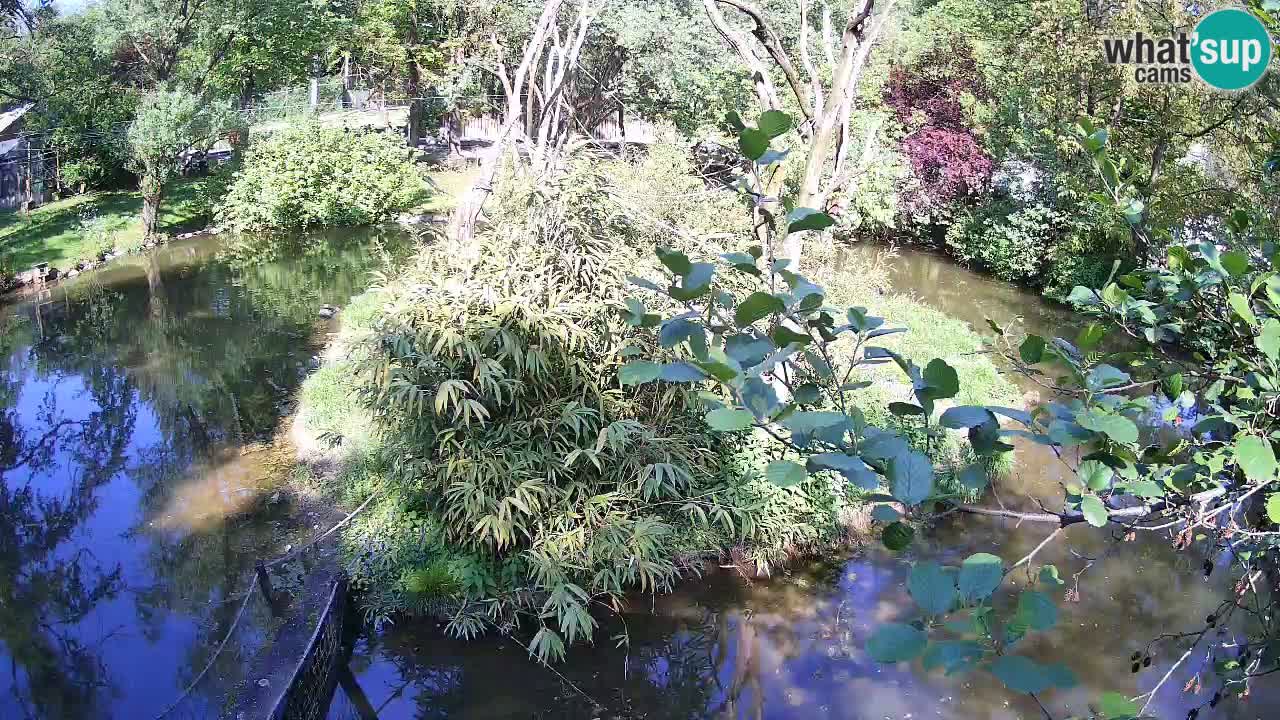 Yellow-cheeked gibbon Zoo Ljubljana livecam