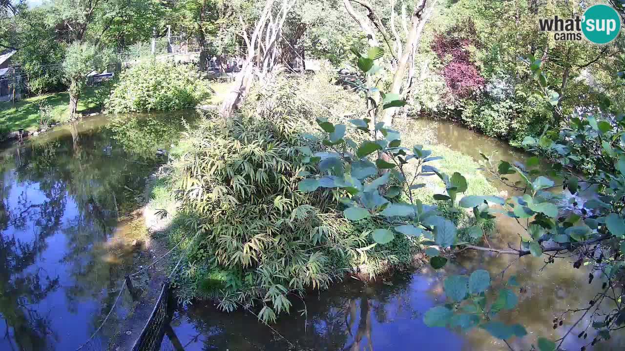 Yellow-cheeked gibbon Zoo Ljubljana livecam