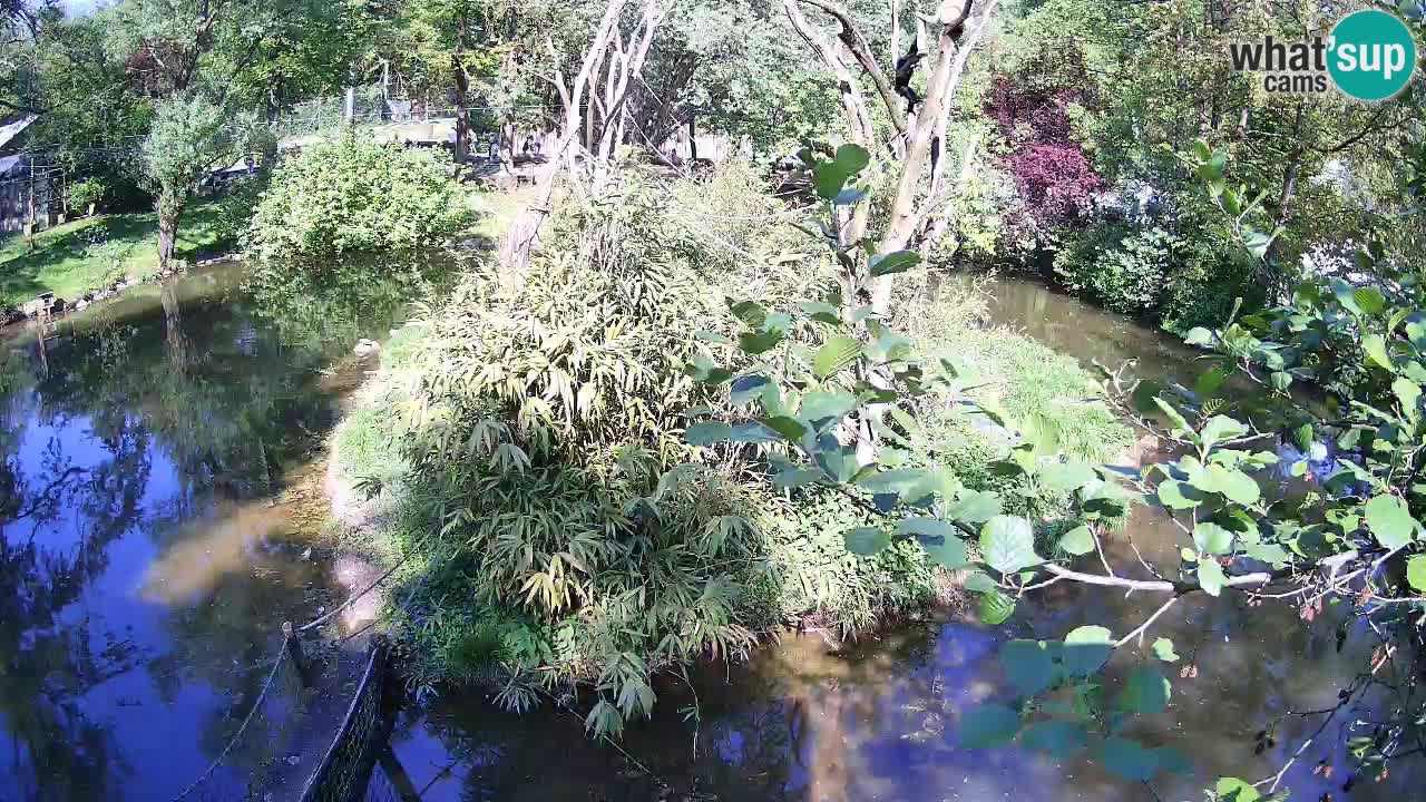 Gibon – Nomascus gabriellae – Zoo Ljubljana web kamera