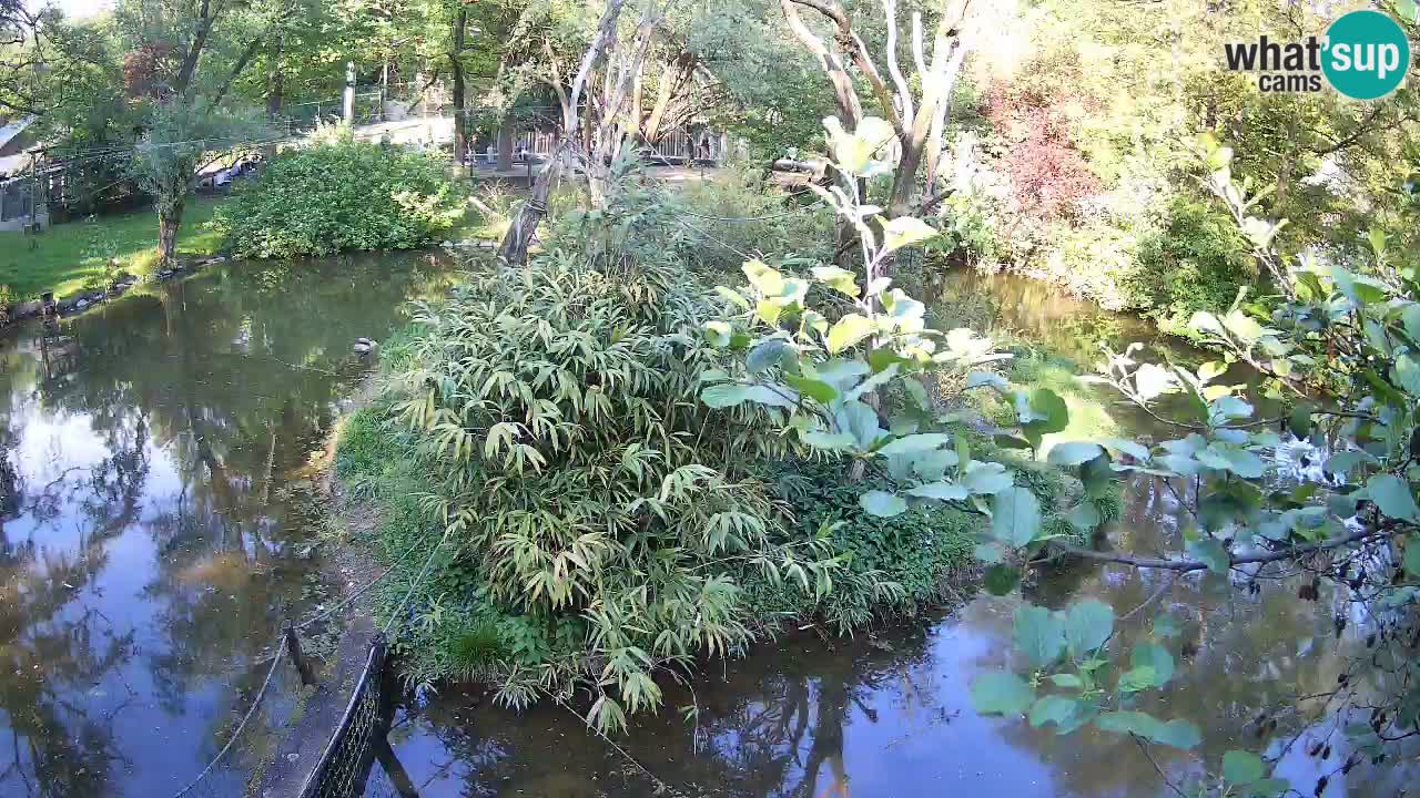 Südlicher Gelbwangen-Schopfgibbon Zoo Ljubljana webcam