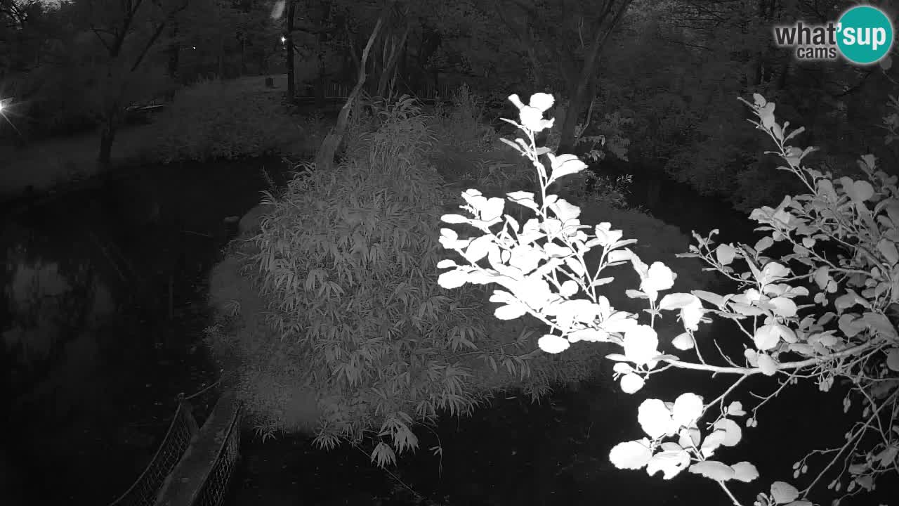 Südlicher Gelbwangen-Schopfgibbon Zoo Ljubljana webcam