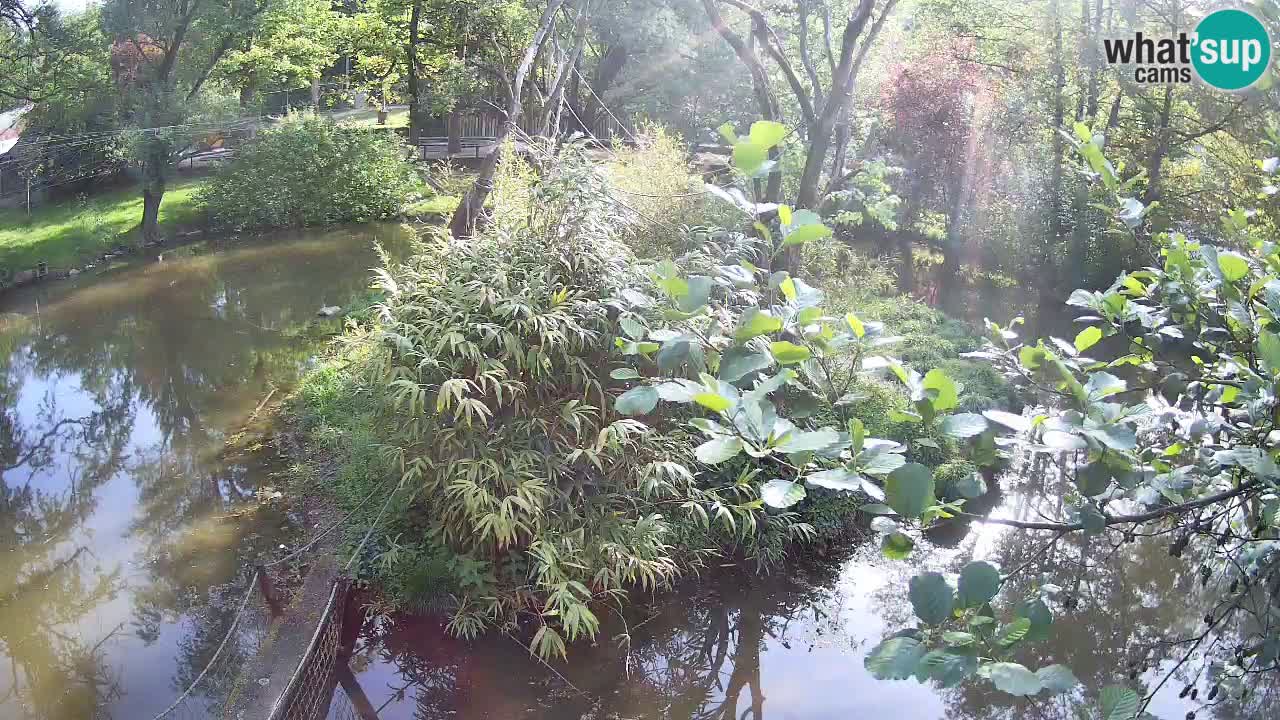Gibbone dalle guance rosa nello ZOO di Ljubljana